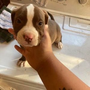 Meet your Posher, Joshua